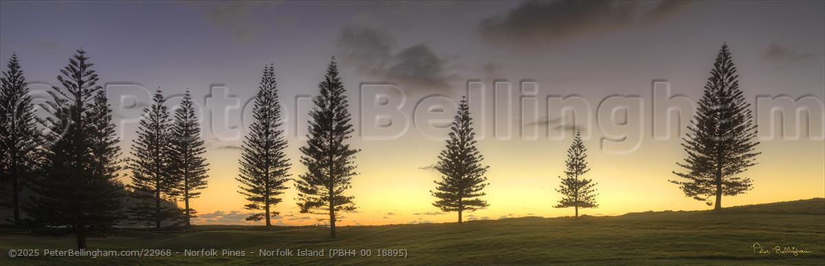 Peter Bellingham Photography Norfolk Pines - Norfolk Island (PBH4 00 18895)